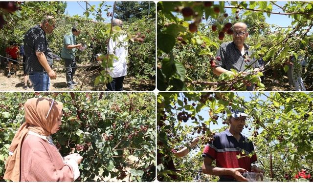 Siirt'te özel bireyler hobi bahçesinde yetiştirdikleri böğürtlenlerin hasadını yaptı