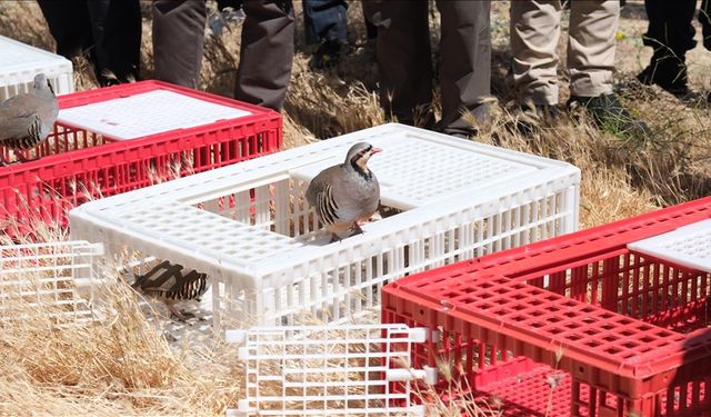 Yozgat'ta 1000 kınalı keklik doğaya bırakıldı