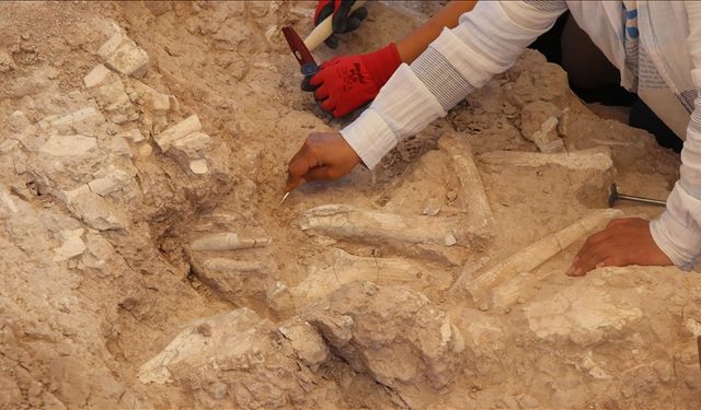 Keçi çobanının keşfettiği fosil alanı 7,7 milyon yıla tarihlendirildi
