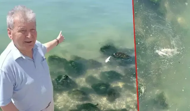 İzmir Körfezi’nde pis koku sürerken, balık ölümleri de başladı