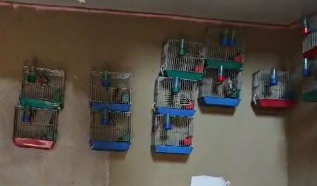 Adana'da evinde 21 saka kuşu besleyene 151 bin lira ceza