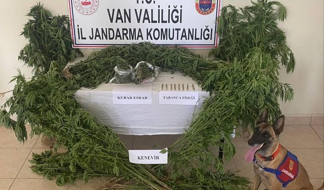 Evin çatısını kenevir tarlasına dönüştürdü