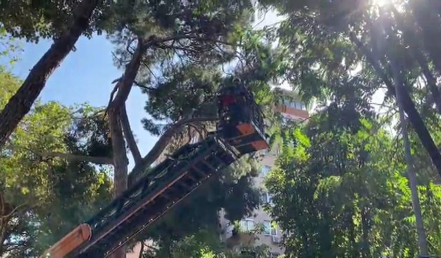 Tehlike oluşturan ağaç dalı itfaiye tarafından alındı