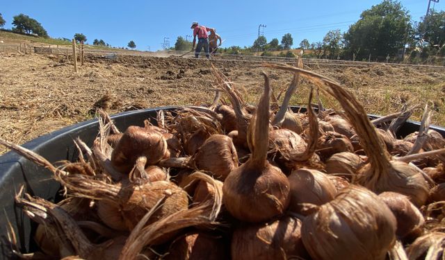 Kilosu 450 bin TL'den satılan safran toprakla buluştu