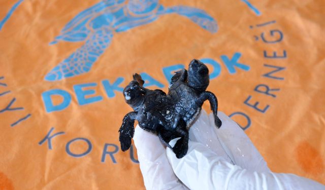 Türkiye'nin ilk canlı siyam ikizi caretta yavruları
