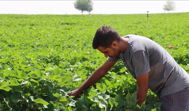 Şanlıurfa'da kavurucu sıcaklar pamuğa yaradı