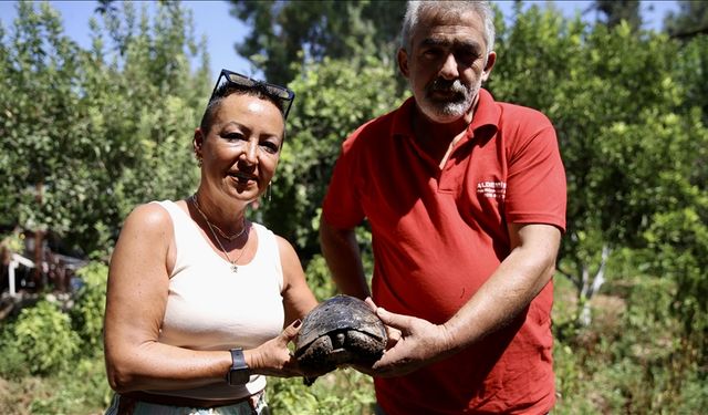 Kaplumbağanın kırık kabuğu ahşap ustasının dokunuşuyla onarıldı