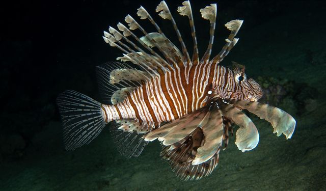 İstilacı aslan balığının Akdeniz'deki yaşam alanları ve popülasyonu takip edilecek