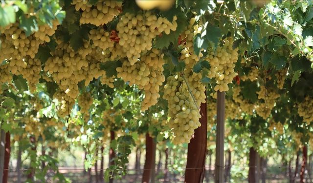 Hatay Hassa'da üretilen üzümün hasadına başlandı