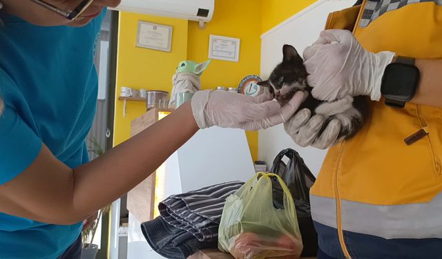 Bakan konvoyundaki araca giren yavru kediyi 112 ekipleri kurtardı
