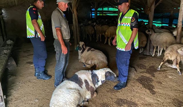 Çalındığı belirtilen 18 küçükbaşı jandarma buldu