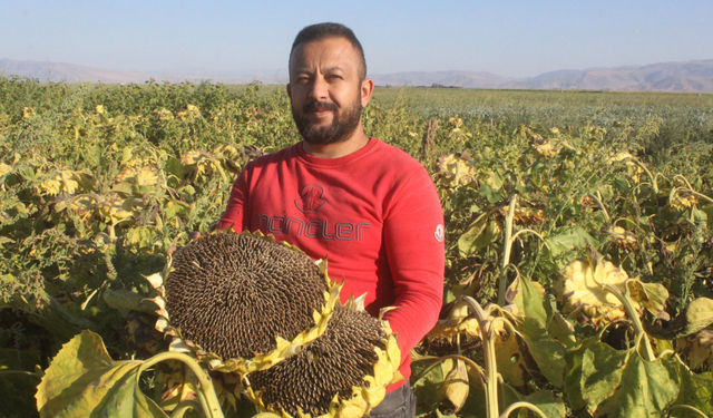 Rekoltenin yüzde 30 düştüğü Kayseri'de, ayçiçeği hasadı başladı