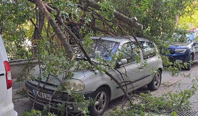 Kadıköy’de yola ağaç devrildi, 2 otomobilde hasar oluştu