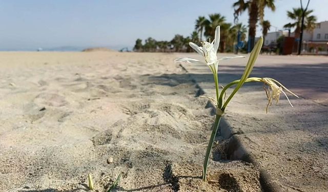 Kuşadası’nda yıllar sonra çiçek açan ‘kum zambağı’ koruma altına alındı