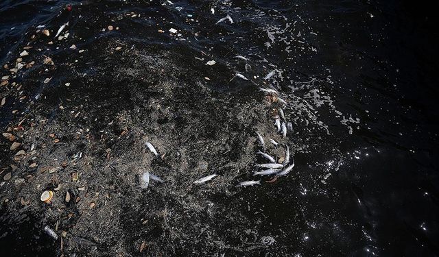 İzmir Körfezi'nde balık ölümleri sürüyor