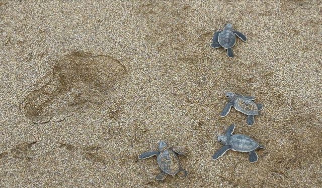 Alanya'da caretta caretta yavrularının denizle buluşma yolculuğu görüntülendi