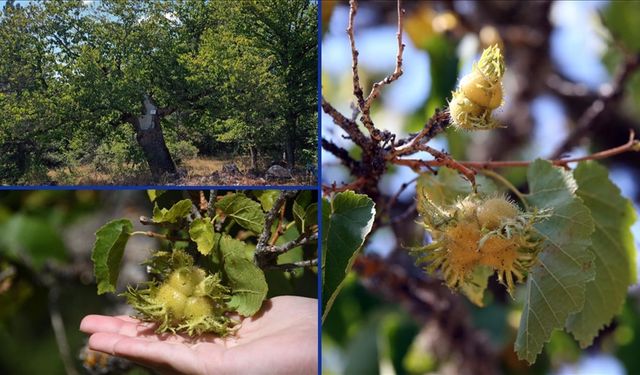 Kastamonu'da Türk fındığı ağaçları yüzlerce yıldır meyve veriyor