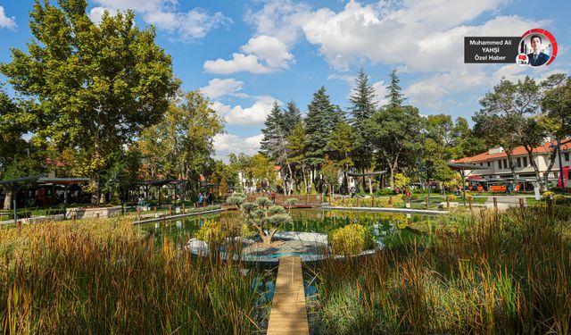 Koi balıkları Saraçoğlu'nda yaşam buluyor