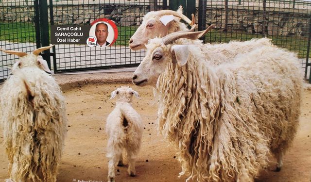 Ankara’nın ‘Beş beyazı’ndan Ankara Keçisi ekonomiye can oldu