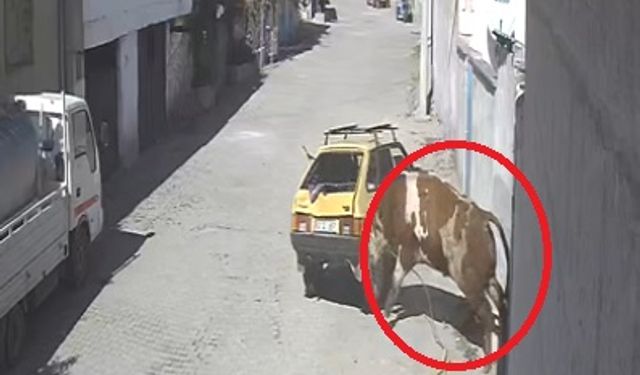 Kaçan boğa, boynuz darbeleriyle park halindeki otomobile zarar verdi