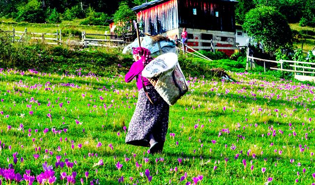 Karadeniz'in nemindeki sinsi tehlike; 'çiftçi akciğeri' kronikleşebilir