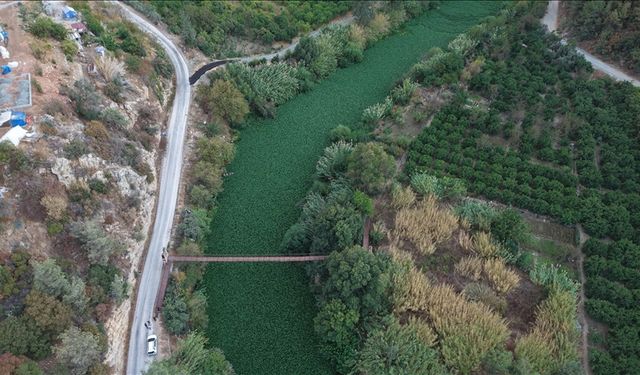 Hatay'da Asi Nehri'ni yeniden su sümbülleri kapladı