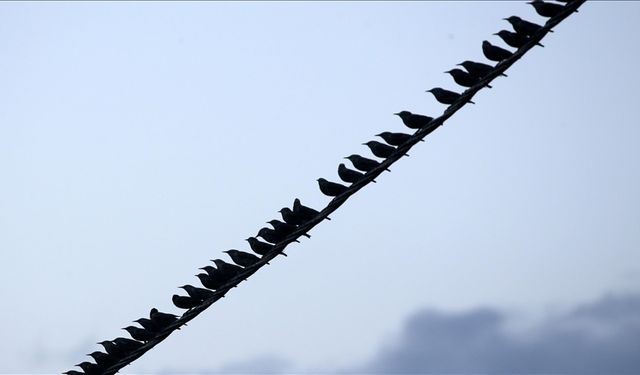 Göç yolculuğu başladı, Muş'taki sulak alanlar kuşlarla şenlendi