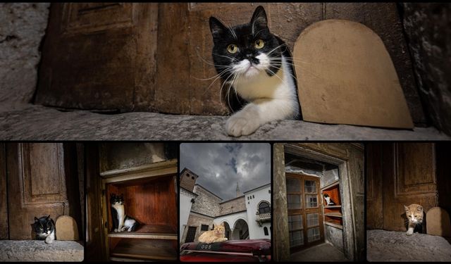 Topkapı Sarayı'nın kedi kapısı, Mülayim'in torunu "Şerbet"le yeniden hayat buldu