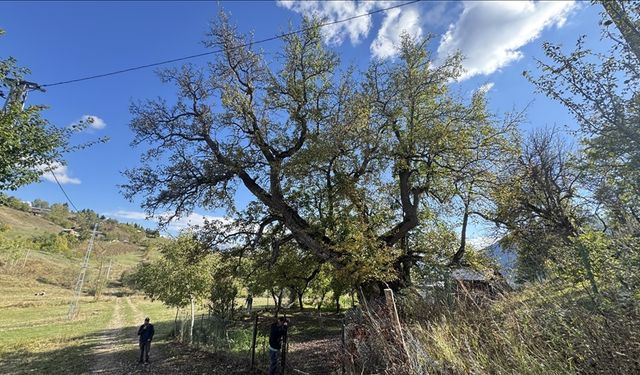 Artvin anıt ağaç zenginliğiyle öne çıkıyor