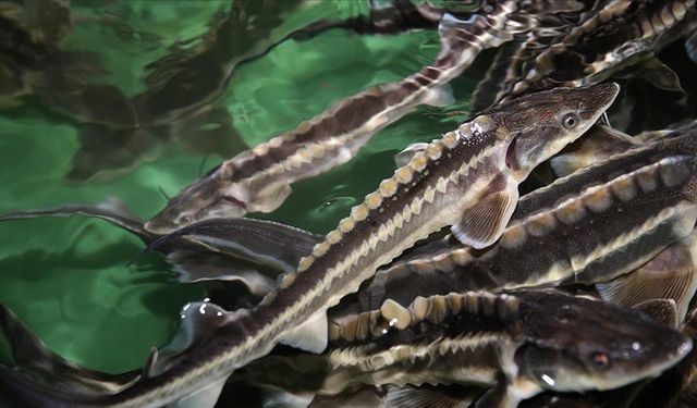 Nesli tükenme tehlikesi altındaki mersin balığını korumak için 15 yıldır çalışıyorlar