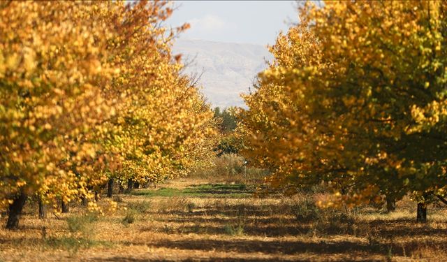 Malatya'daki kayısı bahçelerinde sonbahar renkleri hakim oldu