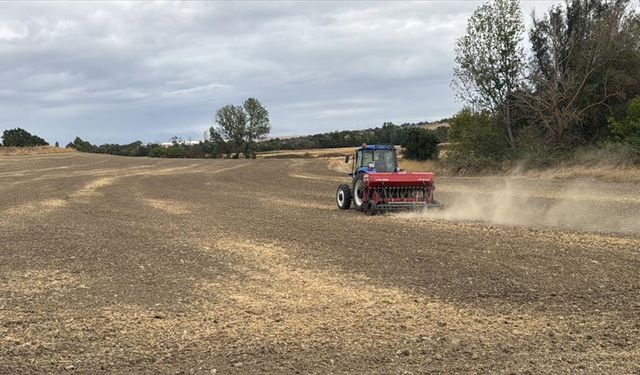 Edirne'de ayçiçeğinden istediği verimi alamayan çok sayıda üretici kanolaya yöneldi