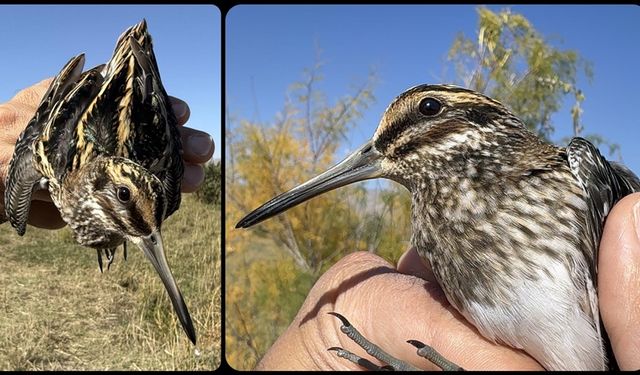 Türkiye'de en nadir görülen kuşlardan küçük suçulluğu, Iğdır'da halkalandı