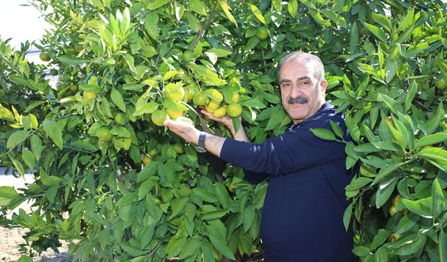 10 ayda 375 milyon dolarlık mandalina ihraç edildi
