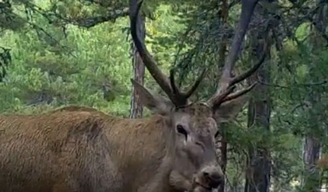 DKMP'den 'kızılgeyik' paylaşımı: Unutulmaz bir bakış attı