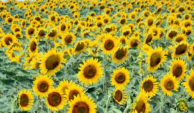 Edirne'de kuraklık nedeniyle üretici ayçiçeğinden uzaklaşıp, buğday ekimine yöneldi