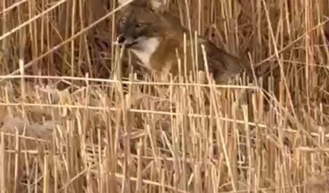 Sultan Sazlığı Milli Parkı’nda çakal görüntülendi