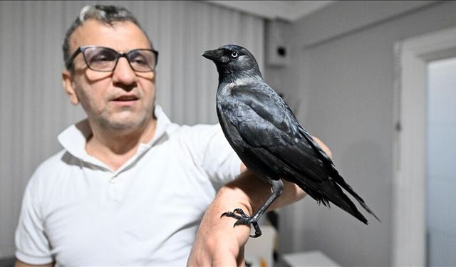 Sahiplendiği karga "Kömür" en yakın dostu oldu