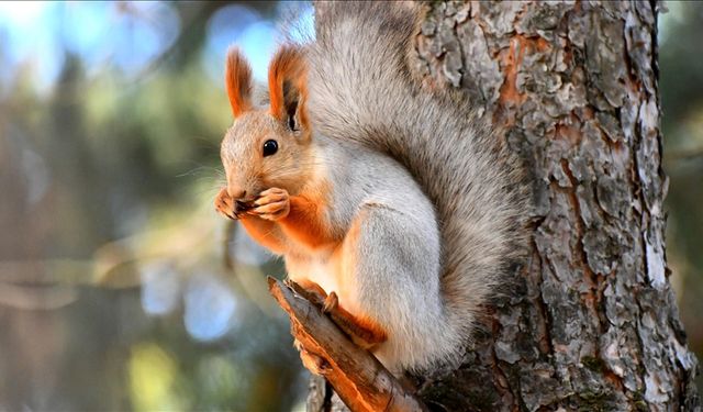 Kars'ta kızıl sincaplar kış uykusu hazırlıklarına başladı