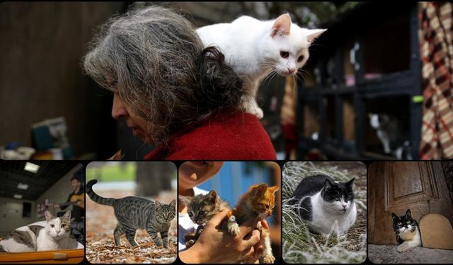 Yeni bulgular, kedilerin insanlarla ilişkisinin sanılandan daha geç başladığına işaret ediyor