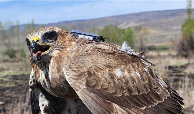 Bozkır şahini 2,5 yılda 28 ülkede 103 bin 456 kilometre uçtu