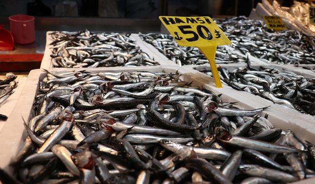 Hamsi bolluğu Trabzon'daki balıkçı tezgahlarında fiyatlara yansıdı