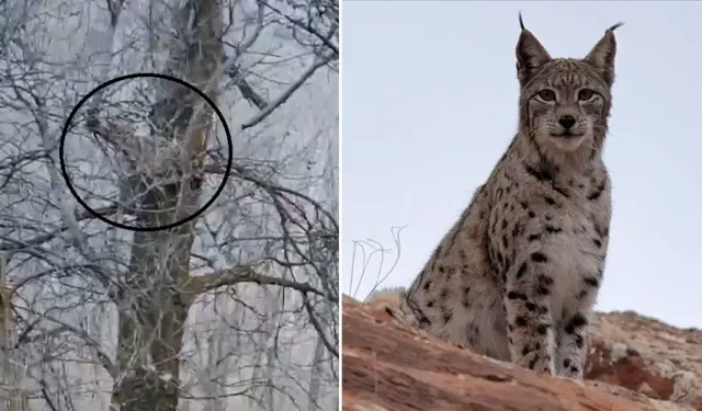 Nesli tehlike altında olan vaşak, ağaçta görüntülendi