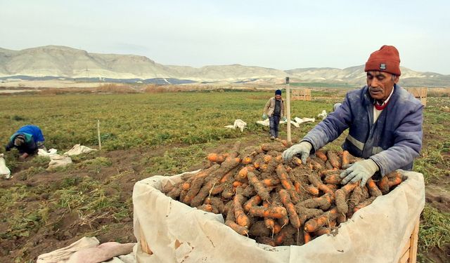 Ankara'nın Beypazarı ilçesinde havuç üretimi sürüyor.