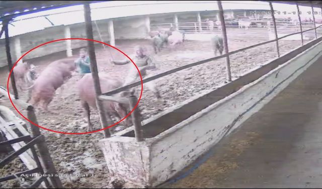 Besiciye boğa saldırdı; o anlar kamerada