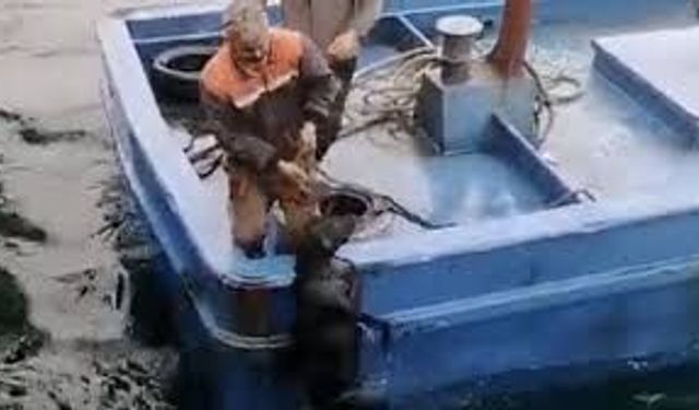 Çanakkale'de denize düşen köpek balıkçılar tarafından kurtarıldı