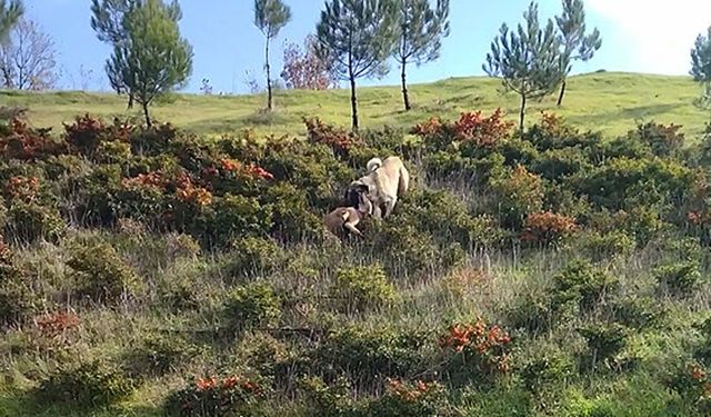 Kangal köpeği ile kurdun boğuştu anlar kamerada