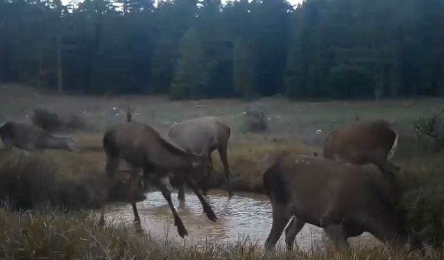Kızıl geyiklerin su birikintisindeki görüntüleri fotokapana yansıdı