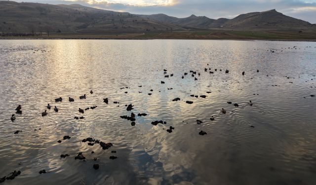 Kuruyunca kuşların da terk ettiği göl, yağışlarla yeniden 'hayat' buldu
