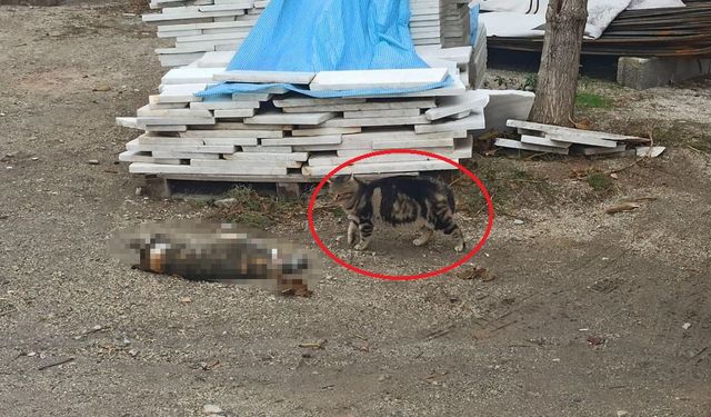 Otomobil kediye çarptı, bir başka kedi başında bekledi